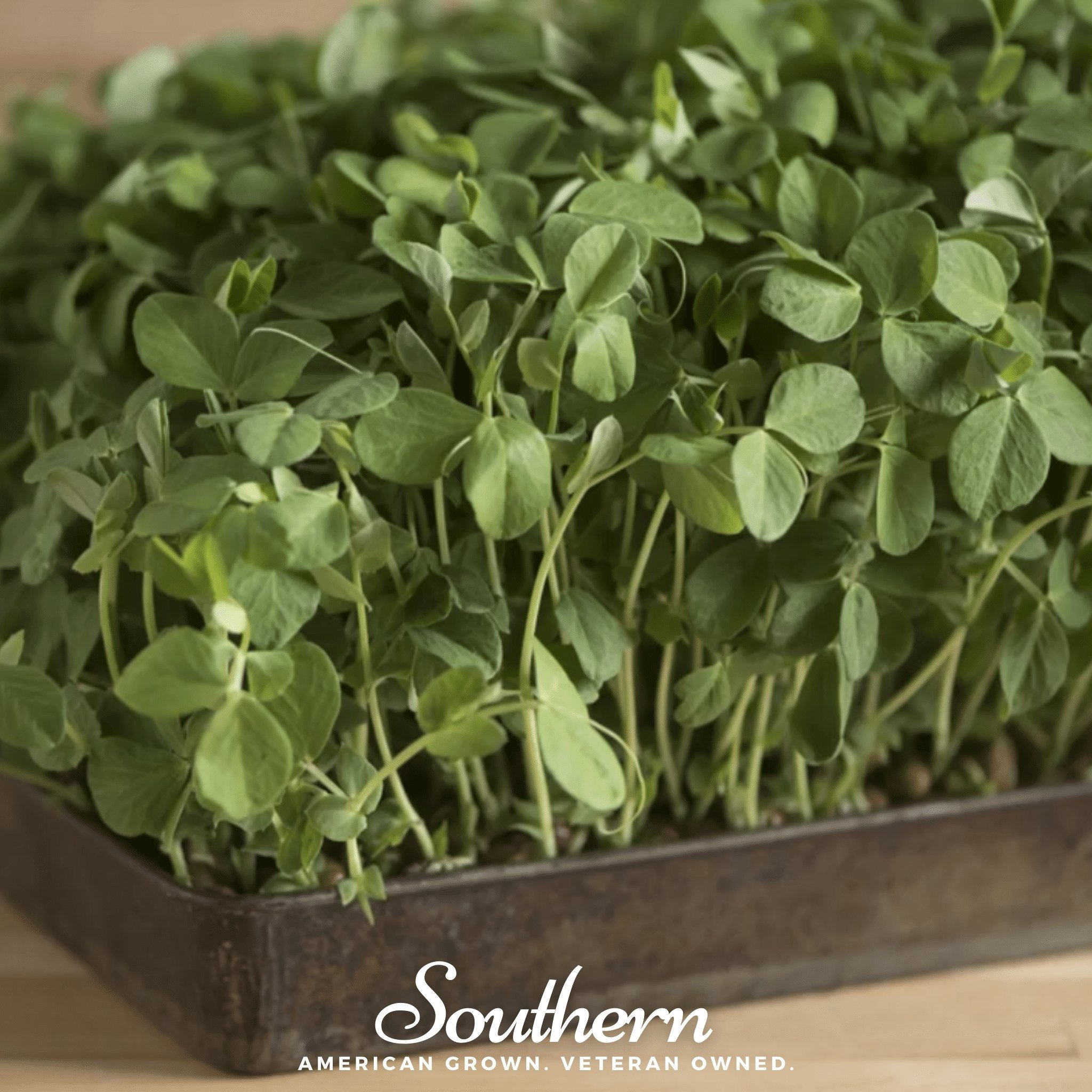 Dwarf Grey Sugar Peas – 100 Seeds Southern Seeds