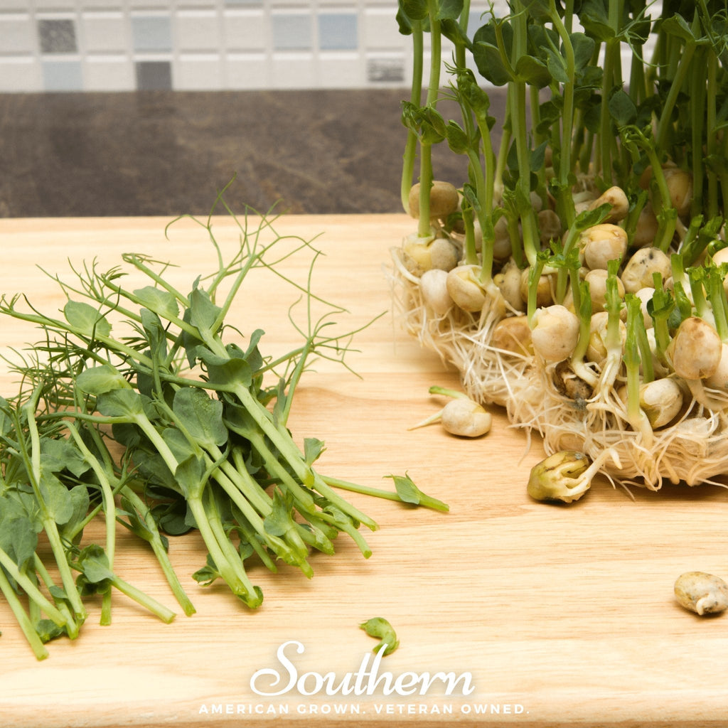 Dwarf Grey Sugar Peas – 100 Seeds Southern Seeds