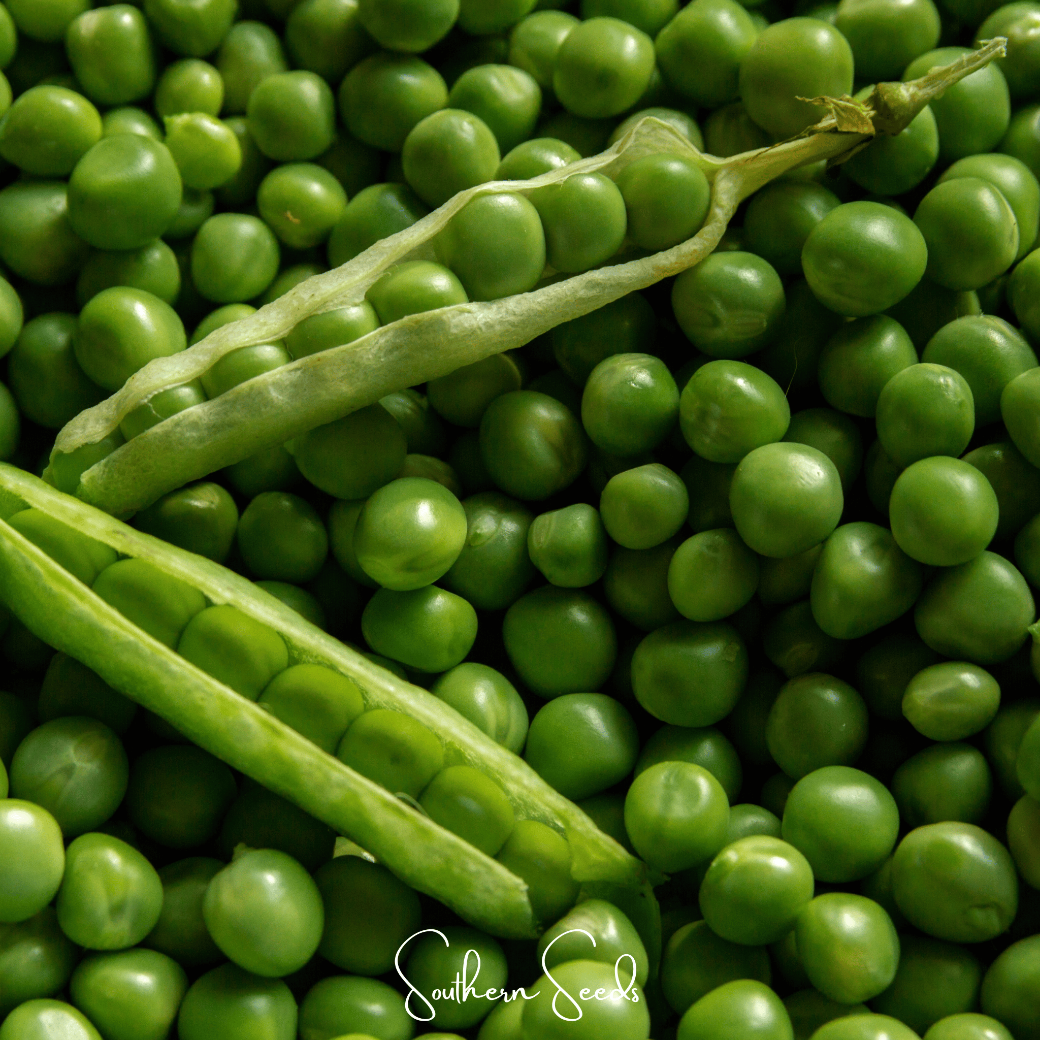 Early Frosty Peas – 25 Seeds Southern Seeds