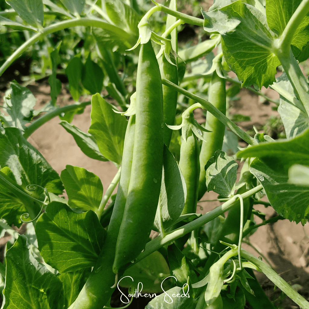 Early Frosty Peas – 25 Seeds Southern Seeds