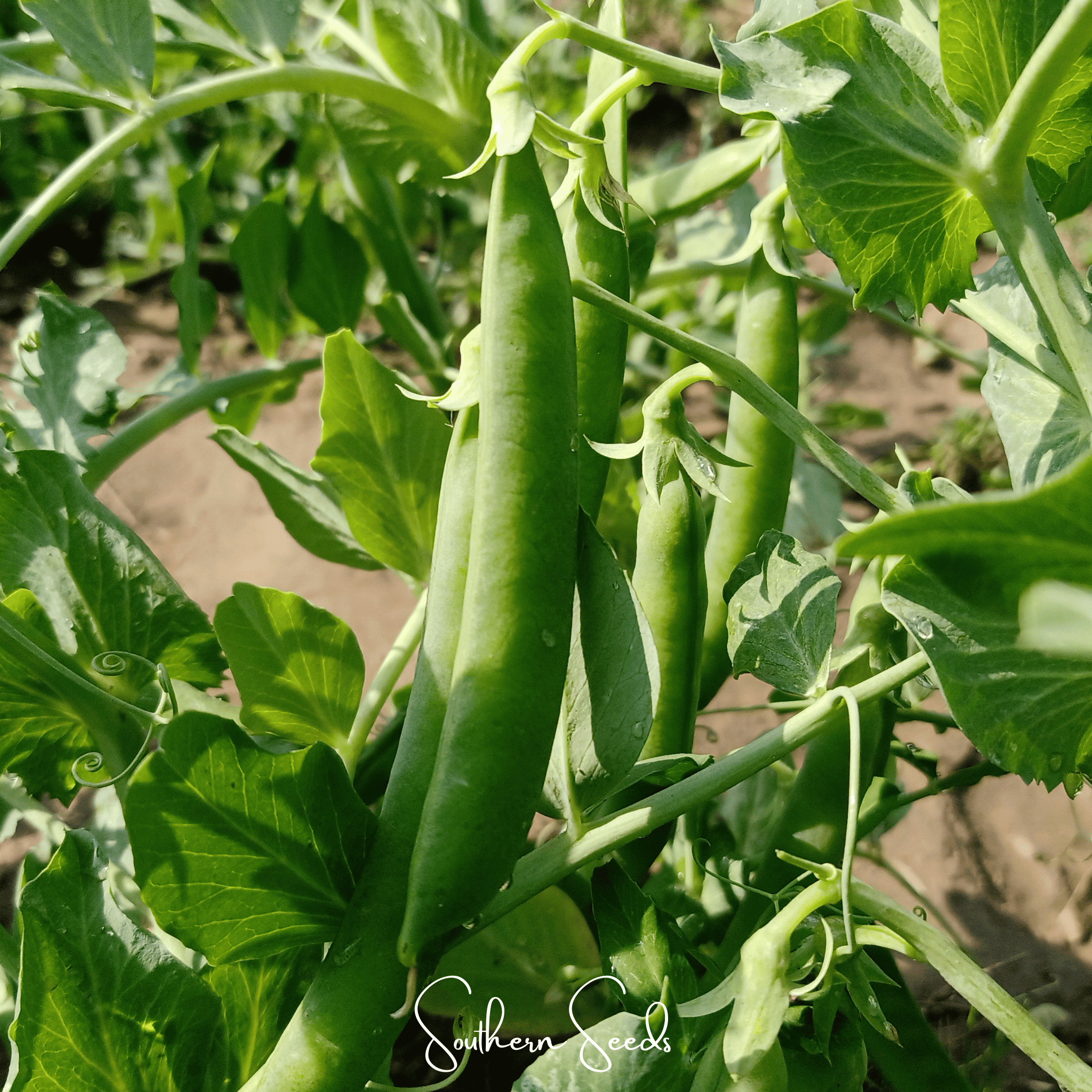 Early Frosty Peas – 25 Seeds Southern Seeds