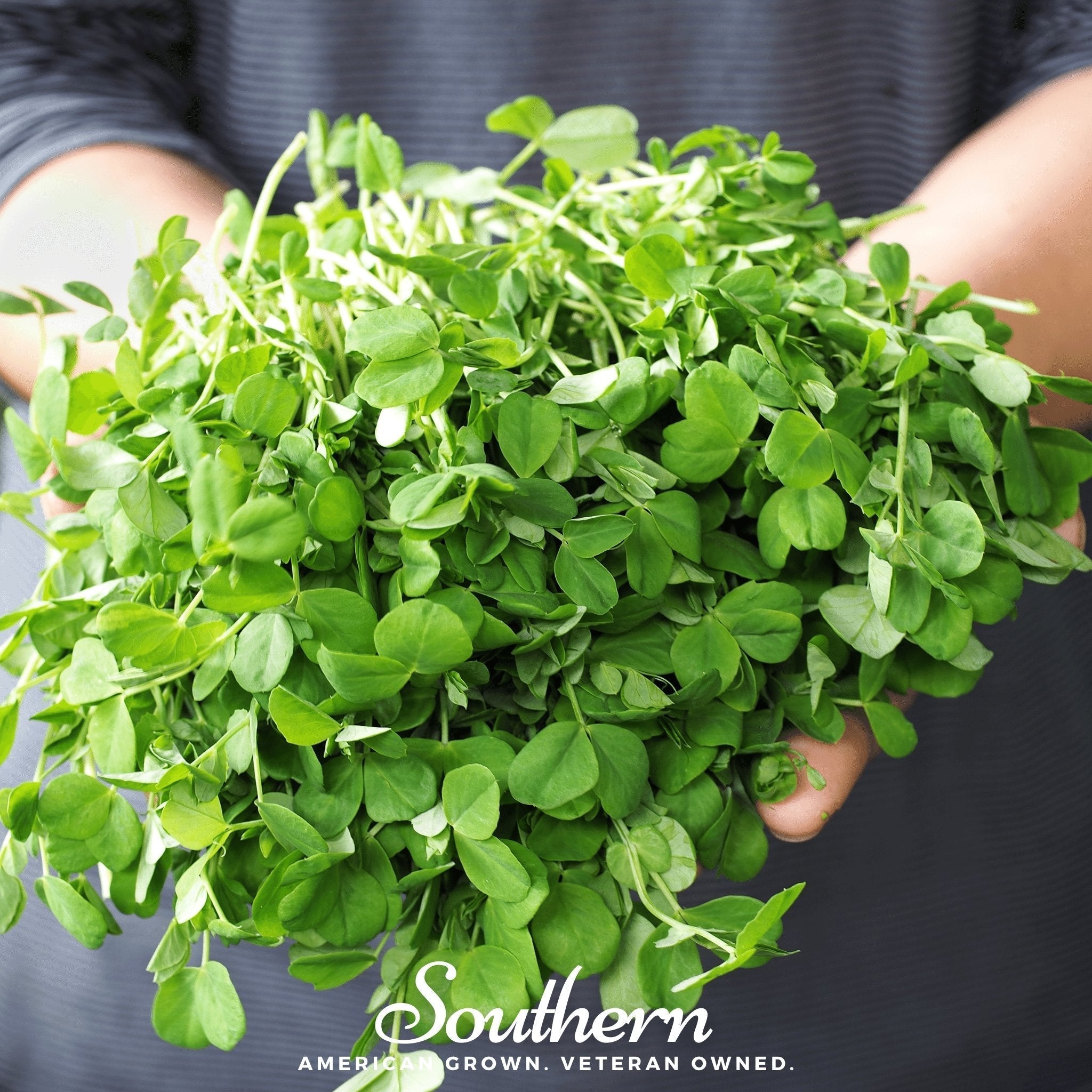 Field Shoots Peas – 100 Seeds Southern Seeds