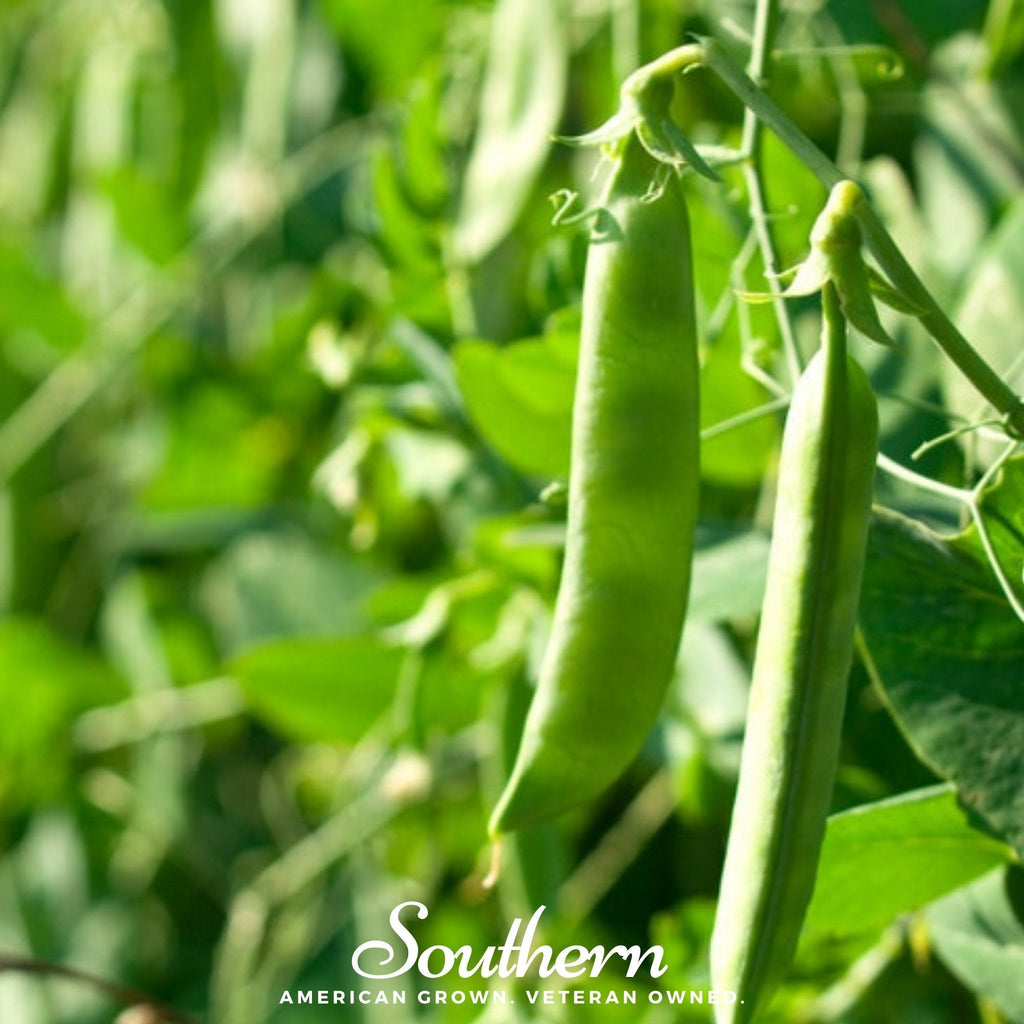 Green Arrow Peas – 25 Seeds Southern Seeds