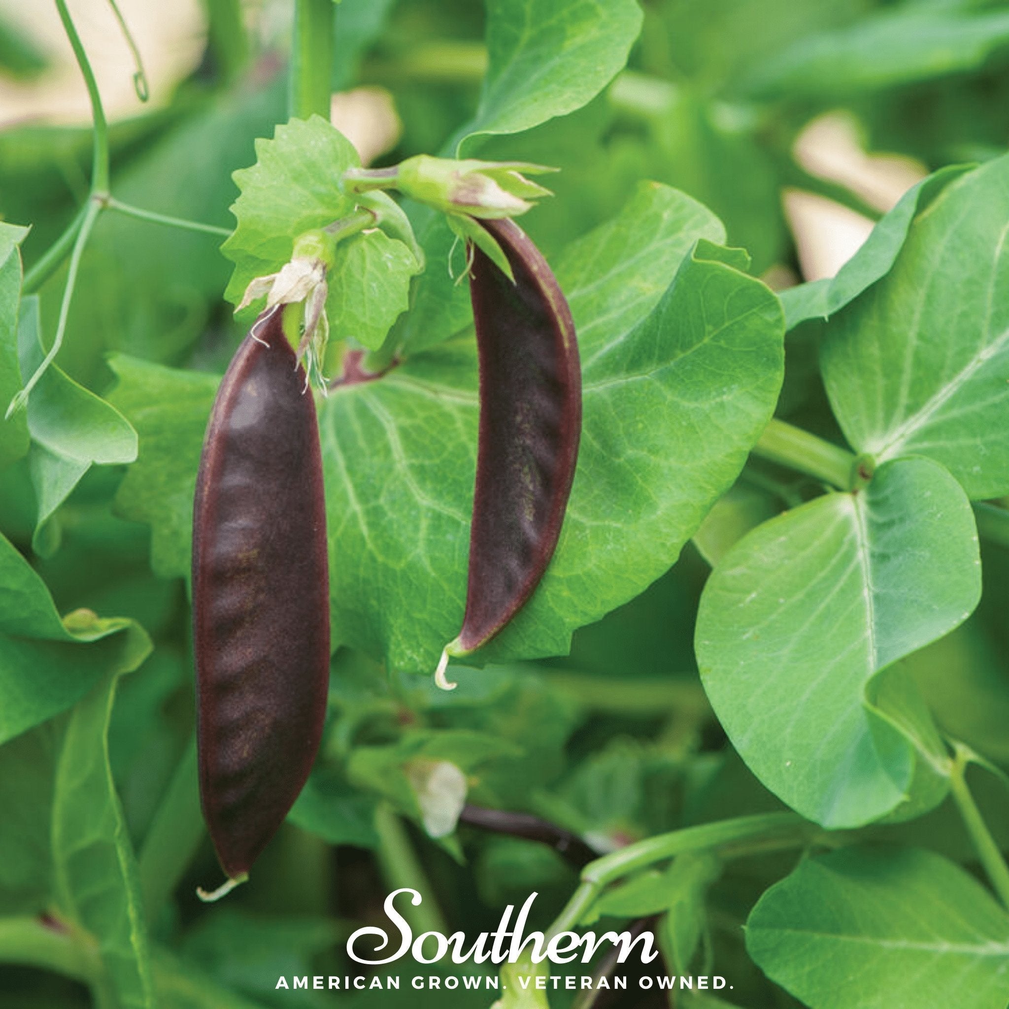 Royal Snap II Peas – 20 Seeds Southern Seeds