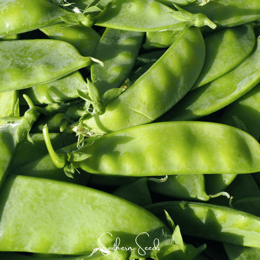 Oregon Sugar II Snow Peas – 25 Seeds Southern Seeds