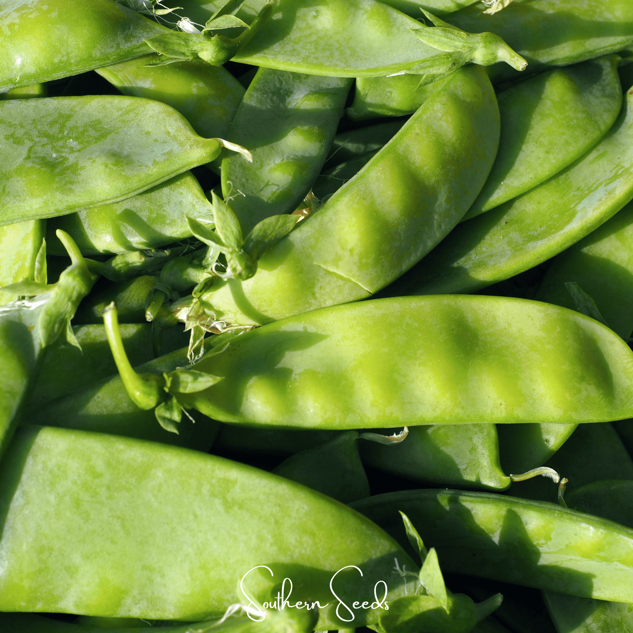 Oregon Sugar II Snow Peas – 25 Seeds Southern Seeds