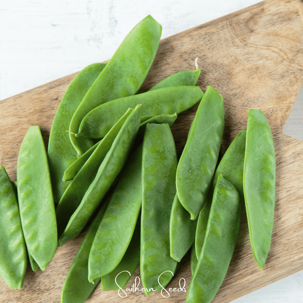 Oregon Sugar II Snow Peas – 25 Seeds Southern Seeds