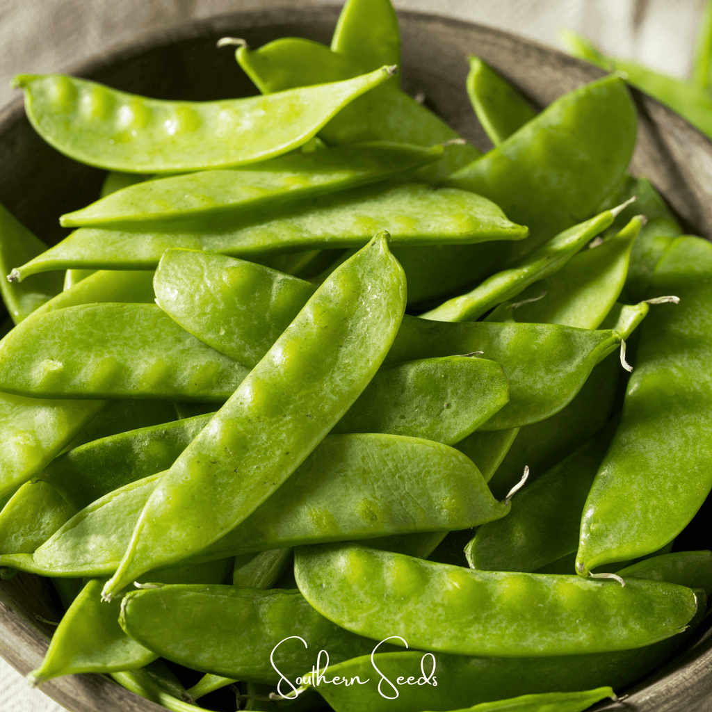 Oregon Sugar II Snow Peas – 25 Seeds Southern Seeds