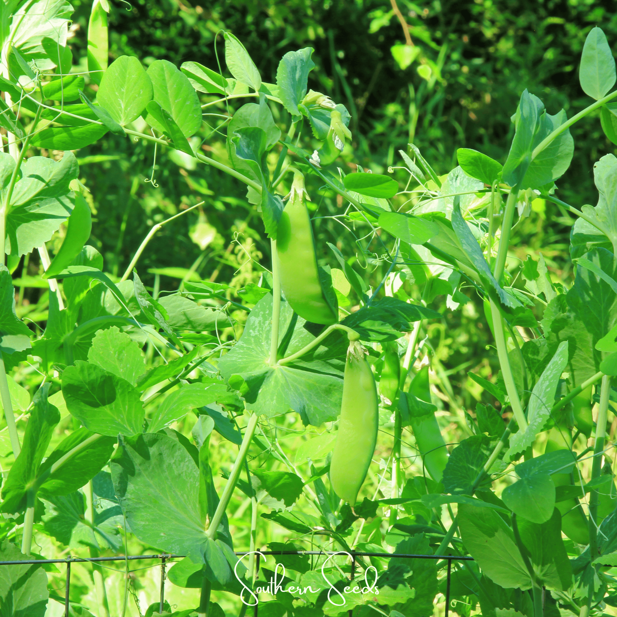 Oregon Sugar II Snow Peas – 25 Seeds Southern Seeds