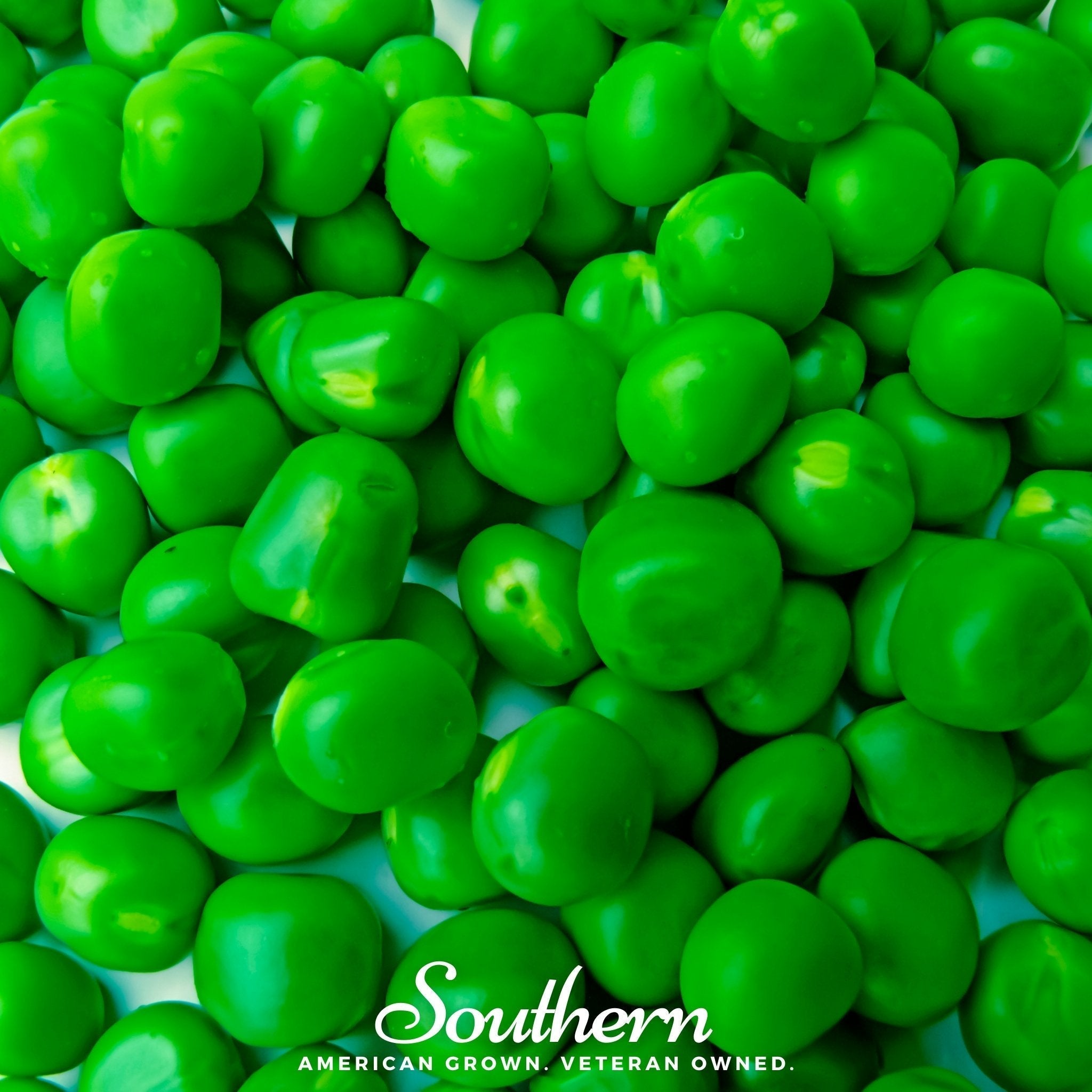 Sugar Daddy Peas – 20 Seeds Southern Seeds