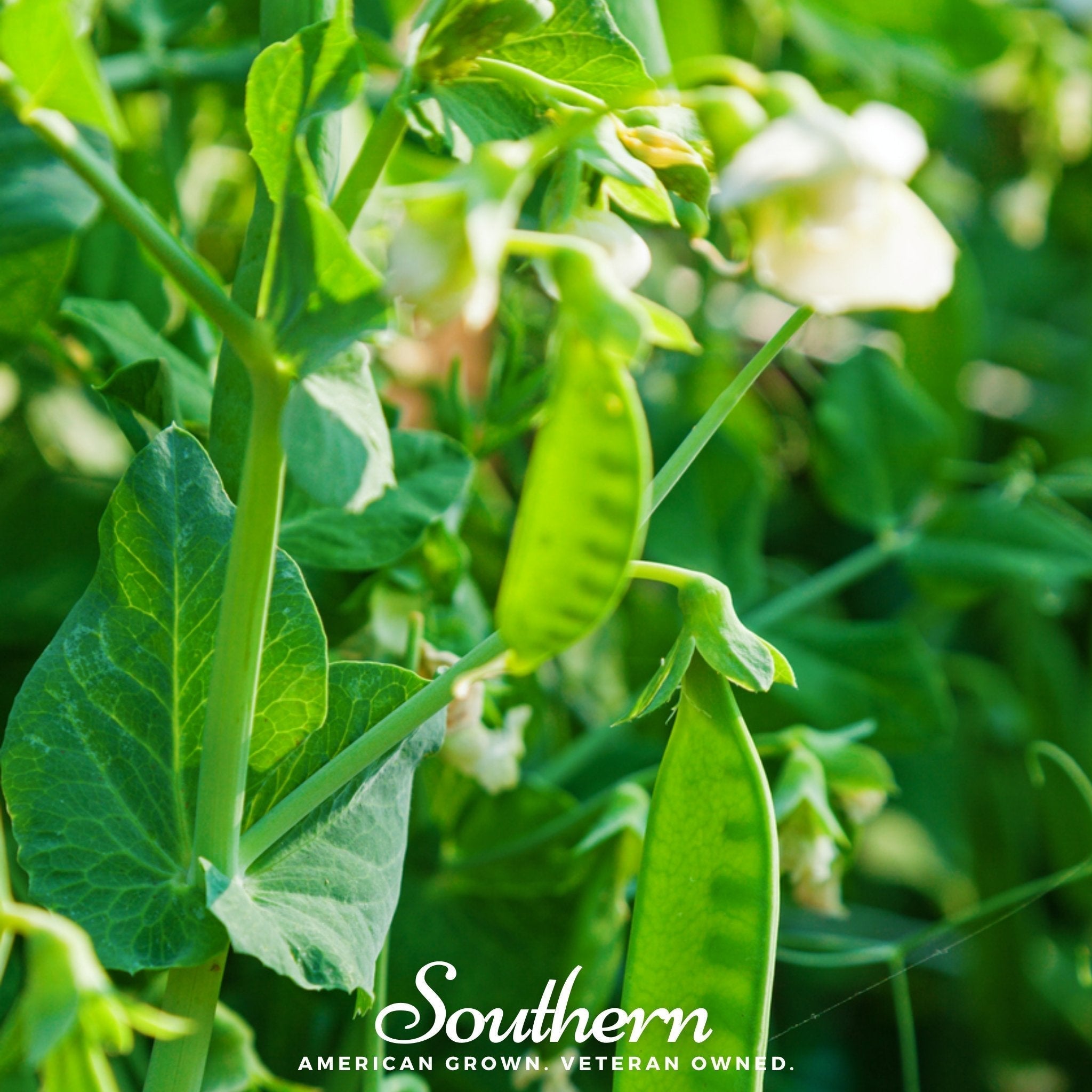 Sugar Daddy Peas – 20 Seeds Southern Seeds