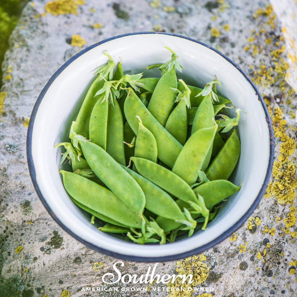 Sugar Daddy Peas – 20 Seeds Southern Seeds