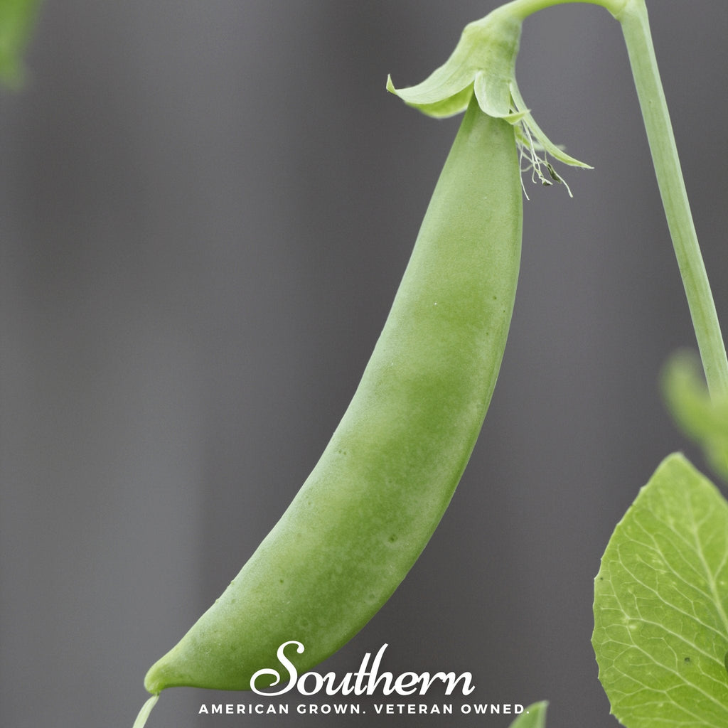 Sugar Snap Peas – 20 Seeds Southern Seeds