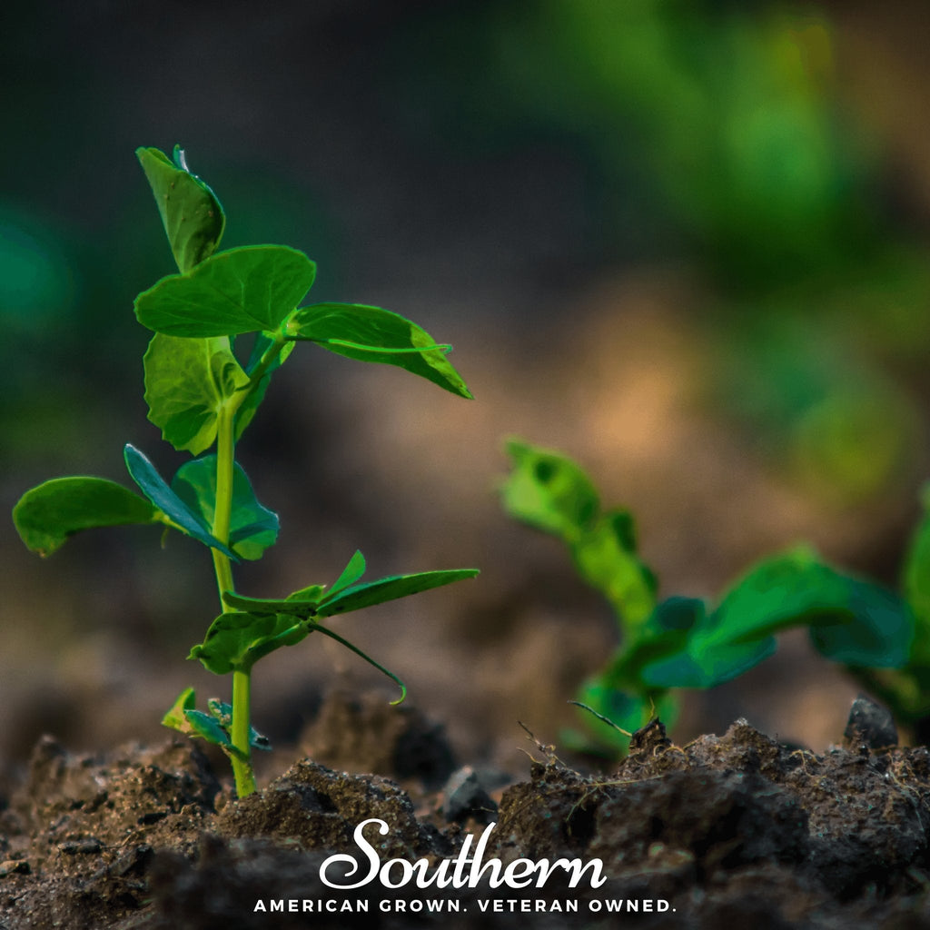 Sugar Snap Peas – 20 Seeds Southern Seeds