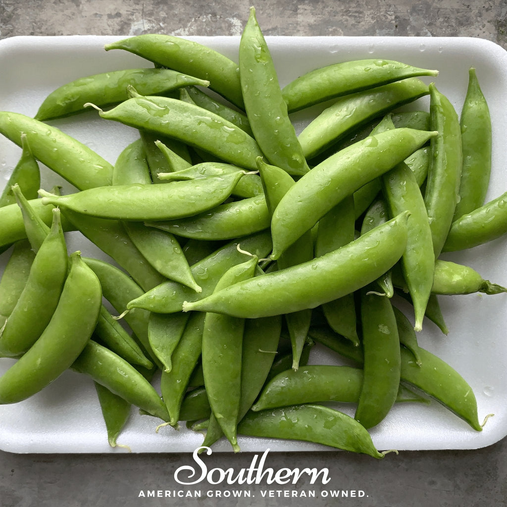 Sugar Snap Peas – 20 Seeds Southern Seeds