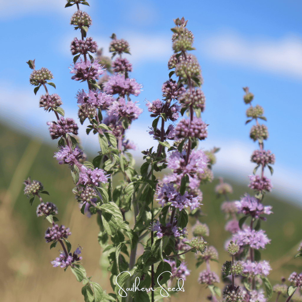 Pennyroyal – 100 Seeds Southern Seeds