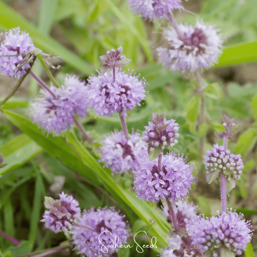 Pennyroyal – 100 Seeds Southern Seeds