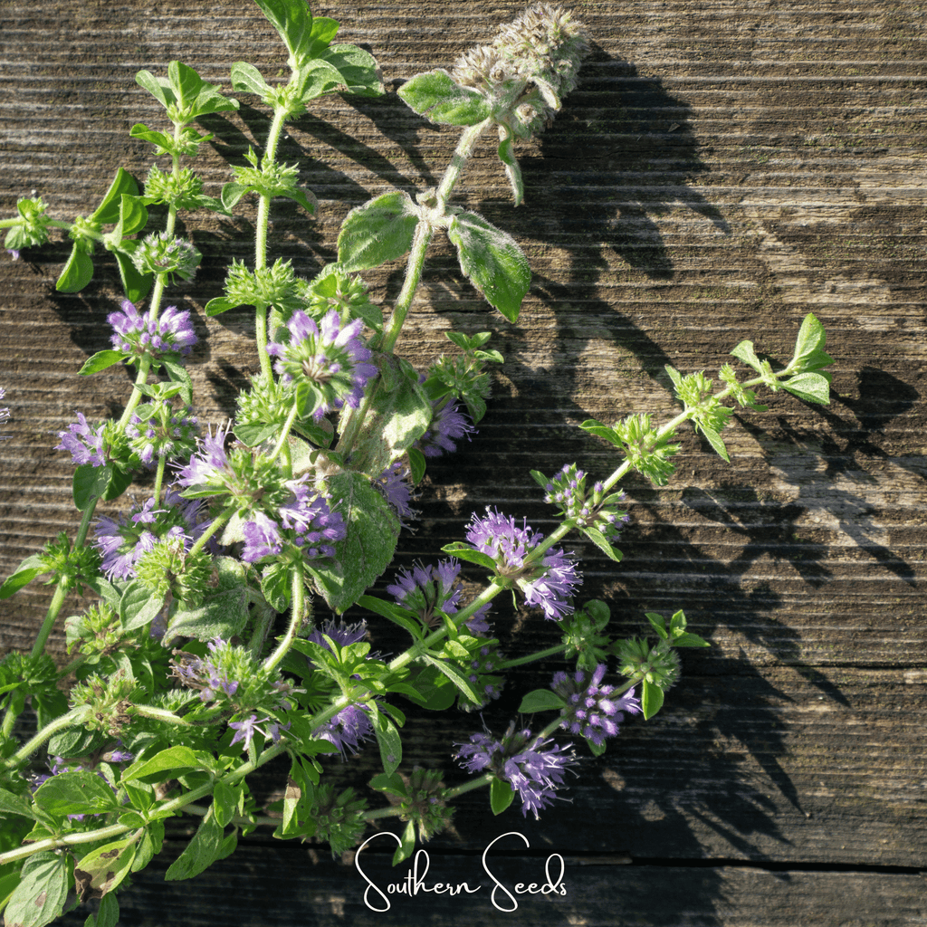 Pennyroyal – 100 Seeds Southern Seeds