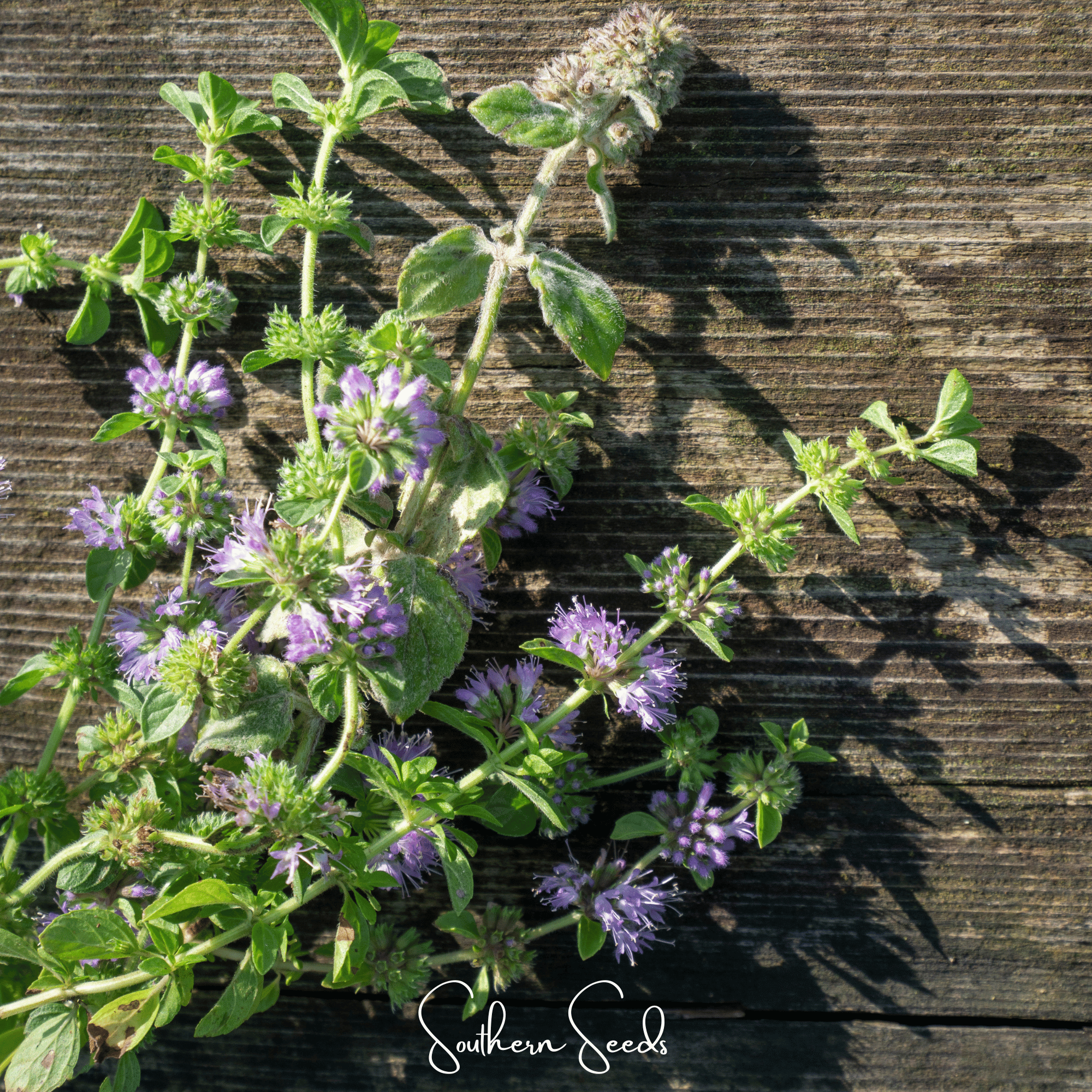 Pennyroyal – 100 Seeds Southern Seeds