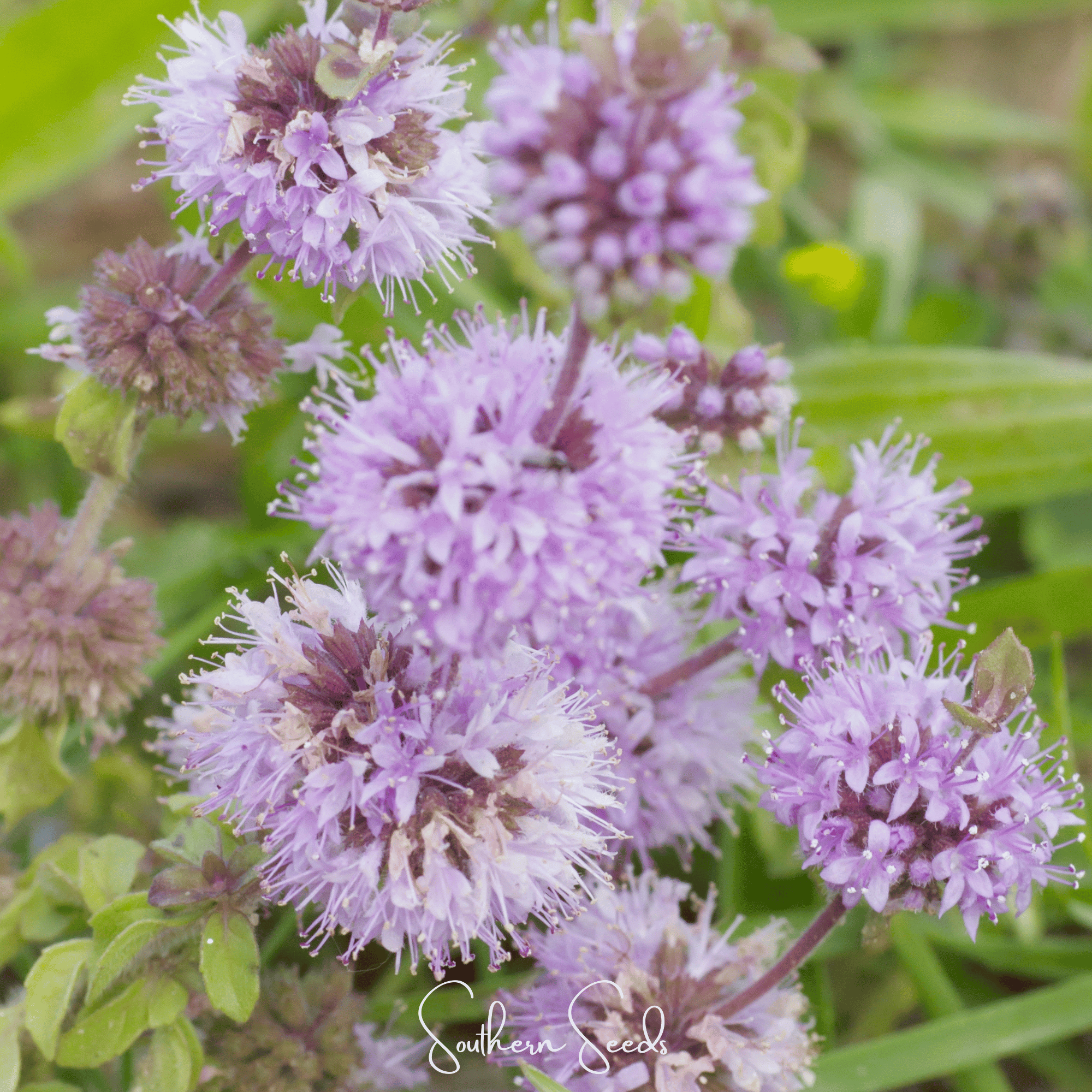 Pennyroyal – 100 Seeds Southern Seeds