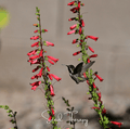 Firecracker Penstemon – 100 Seeds Southern Seeds