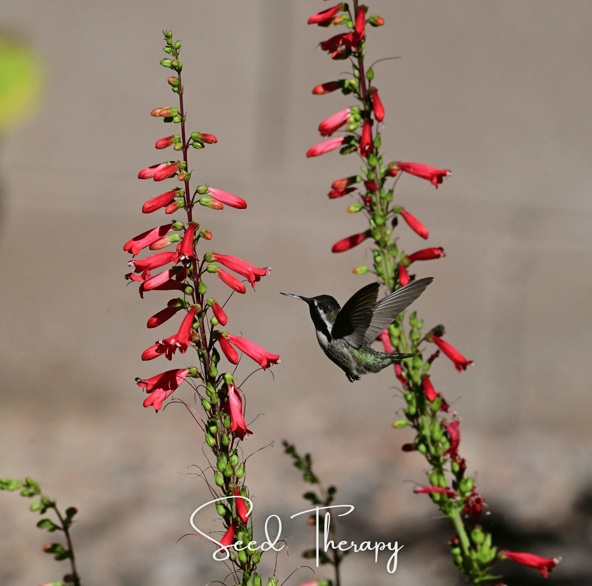 Firecracker Penstemon – 100 Seeds Southern Seeds