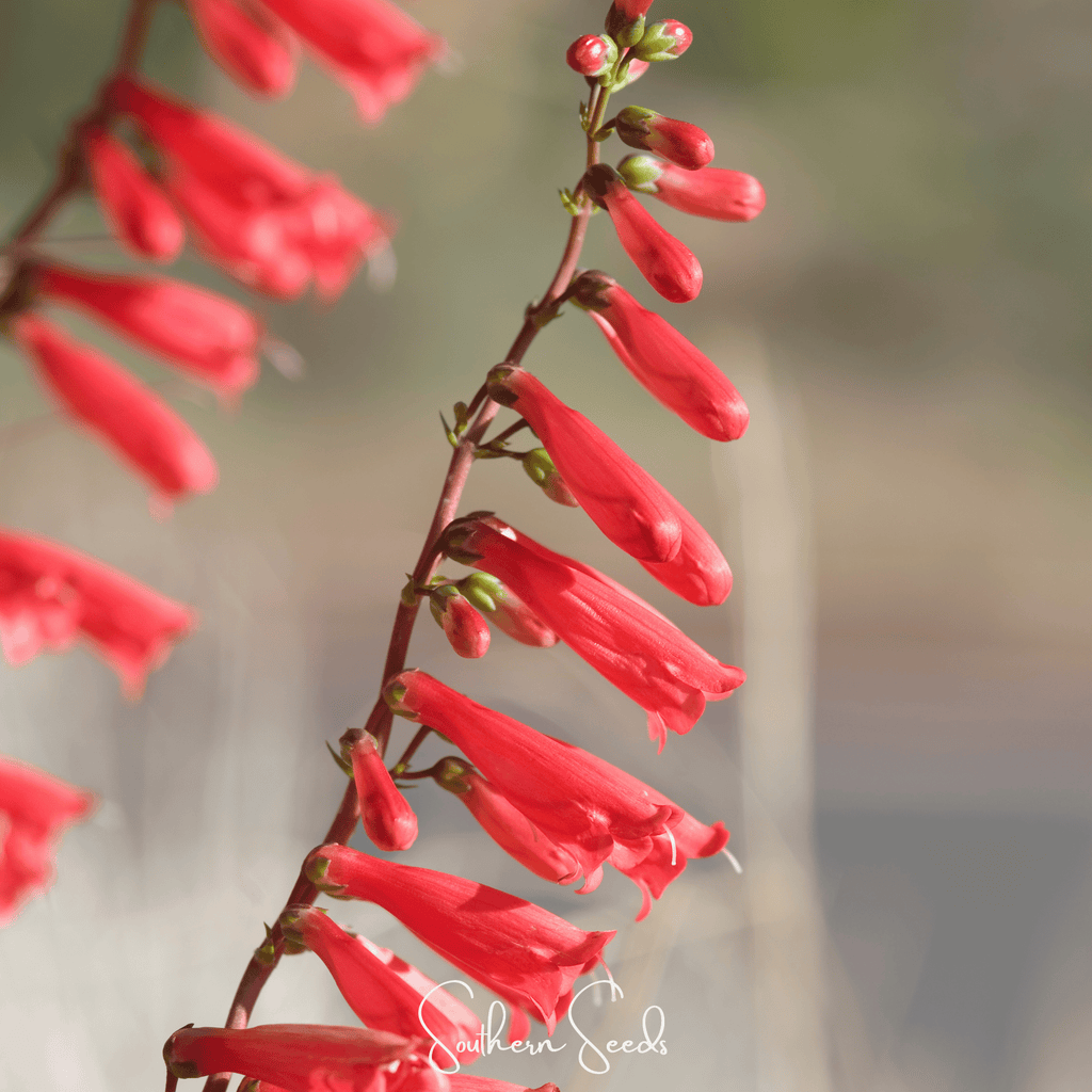 Firecracker Penstemon – 100 Seeds Southern Seeds