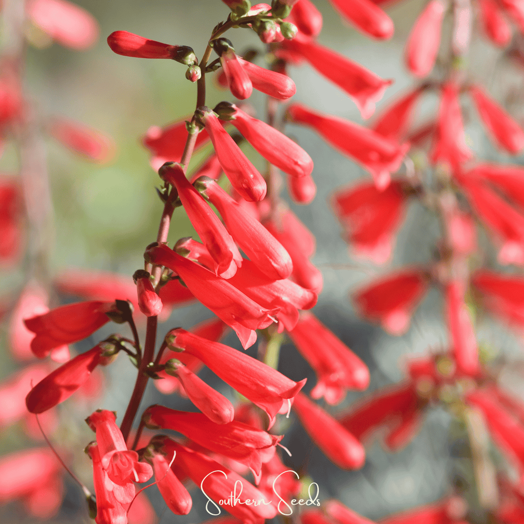 Firecracker Penstemon – 100 Seeds Southern Seeds
