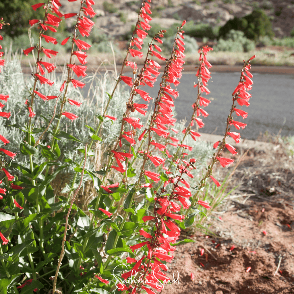 Firecracker Penstemon – 100 Seeds Southern Seeds