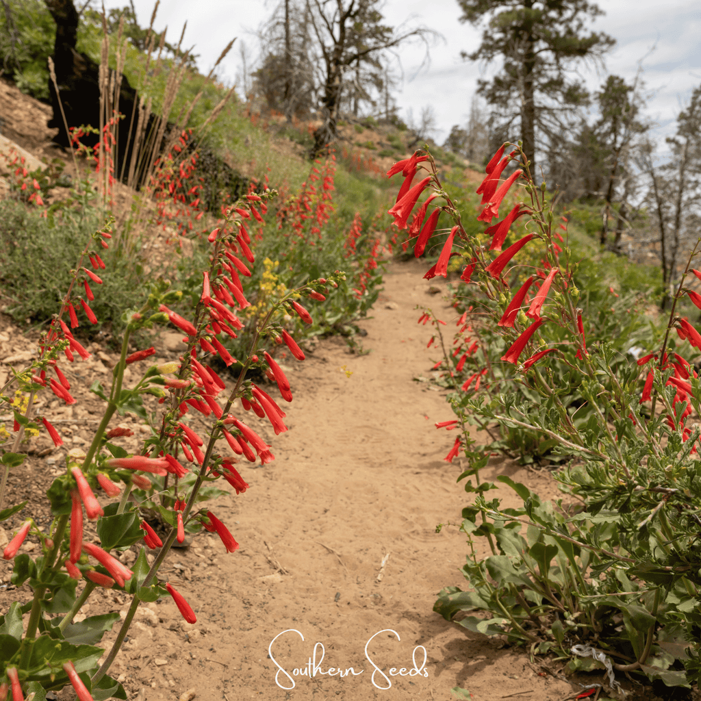 Firecracker Penstemon – 100 Seeds Southern Seeds