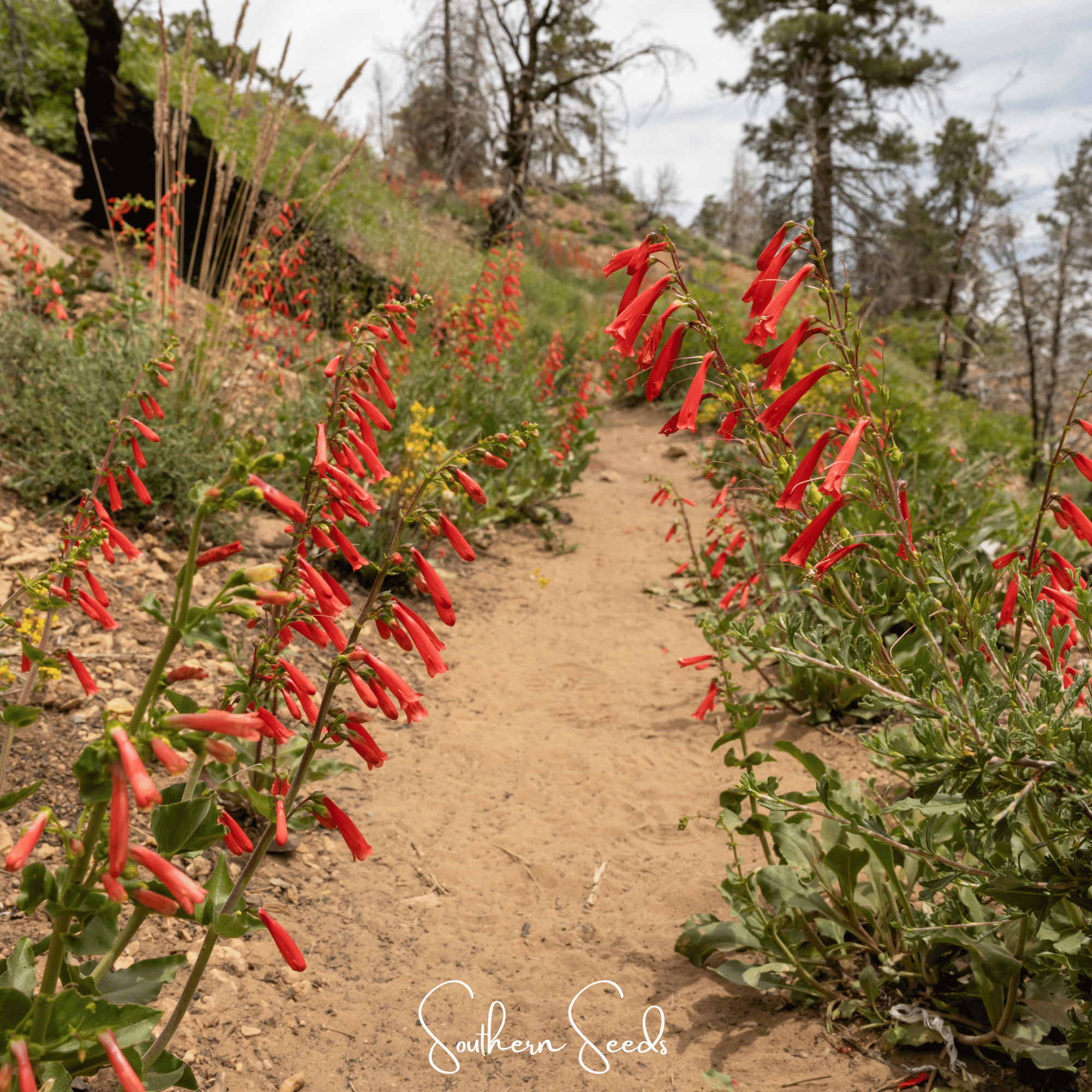 Firecracker Penstemon – 100 Seeds Southern Seeds