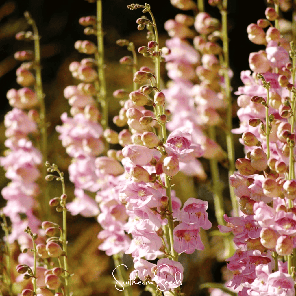 Palmer Penstemon – 100 Seeds Southern Seeds
