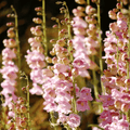 Palmer Penstemon – 100 Seeds Southern Seeds