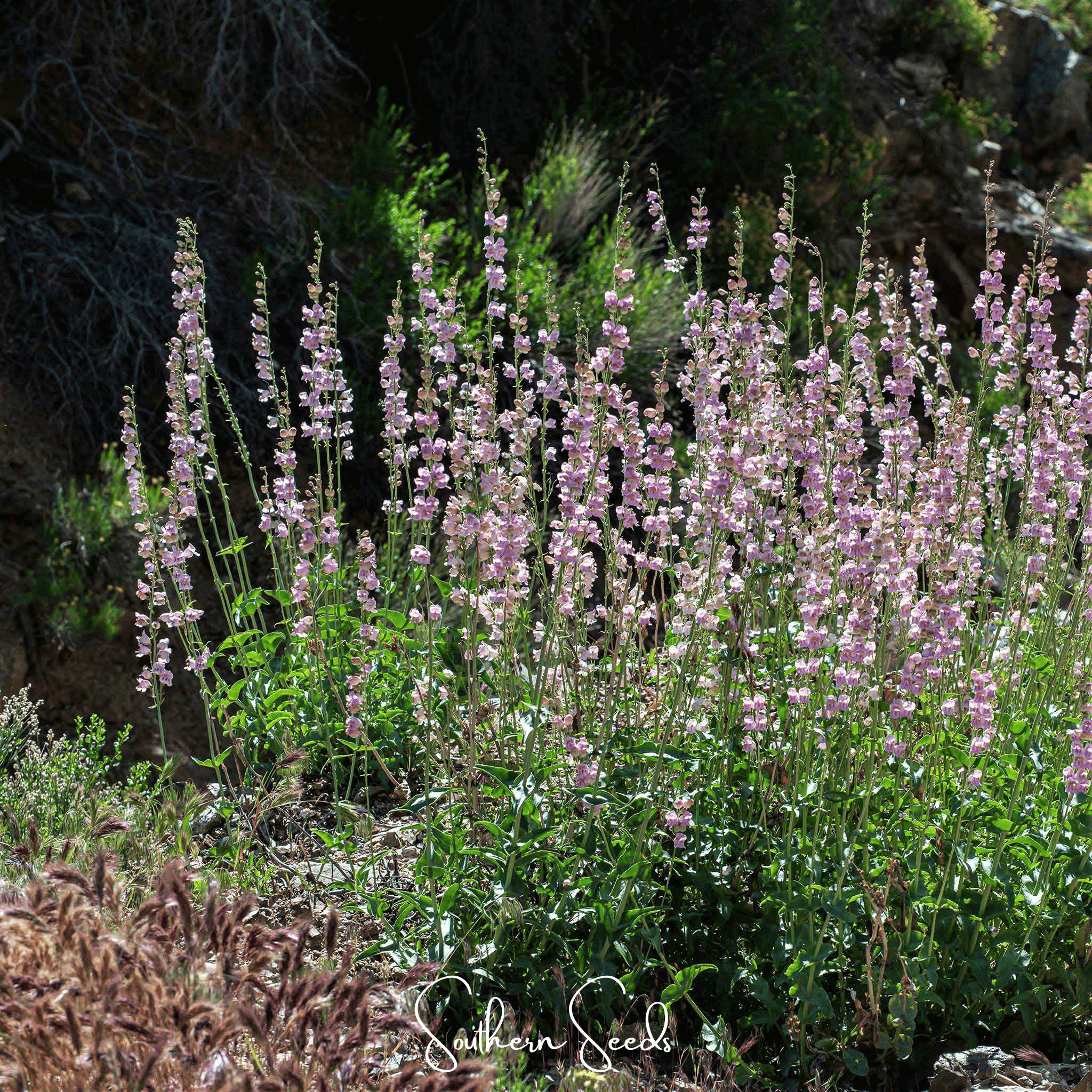 Palmer Penstemon – 100 Seeds Southern Seeds