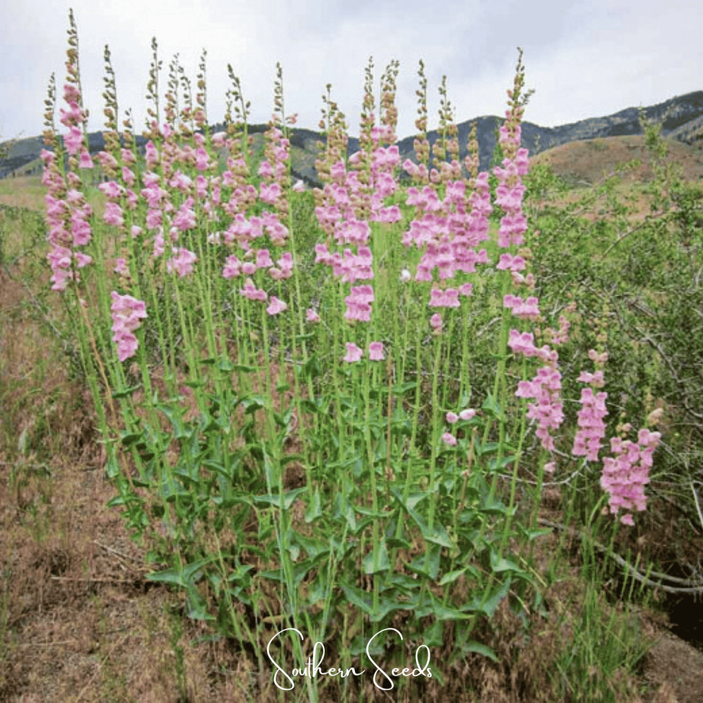 Palmer Penstemon – 100 Seeds Southern Seeds