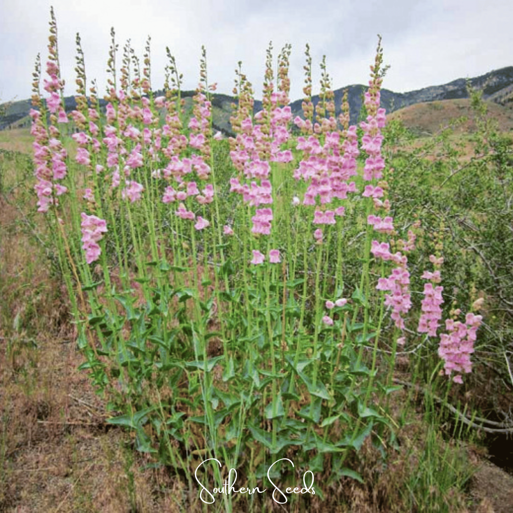 Palmer Penstemon – 100 Seeds Southern Seeds