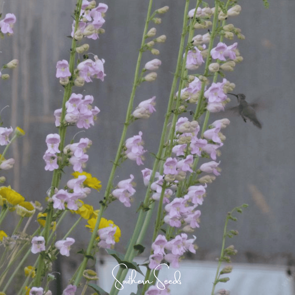 Palmer Penstemon – 100 Seeds Southern Seeds