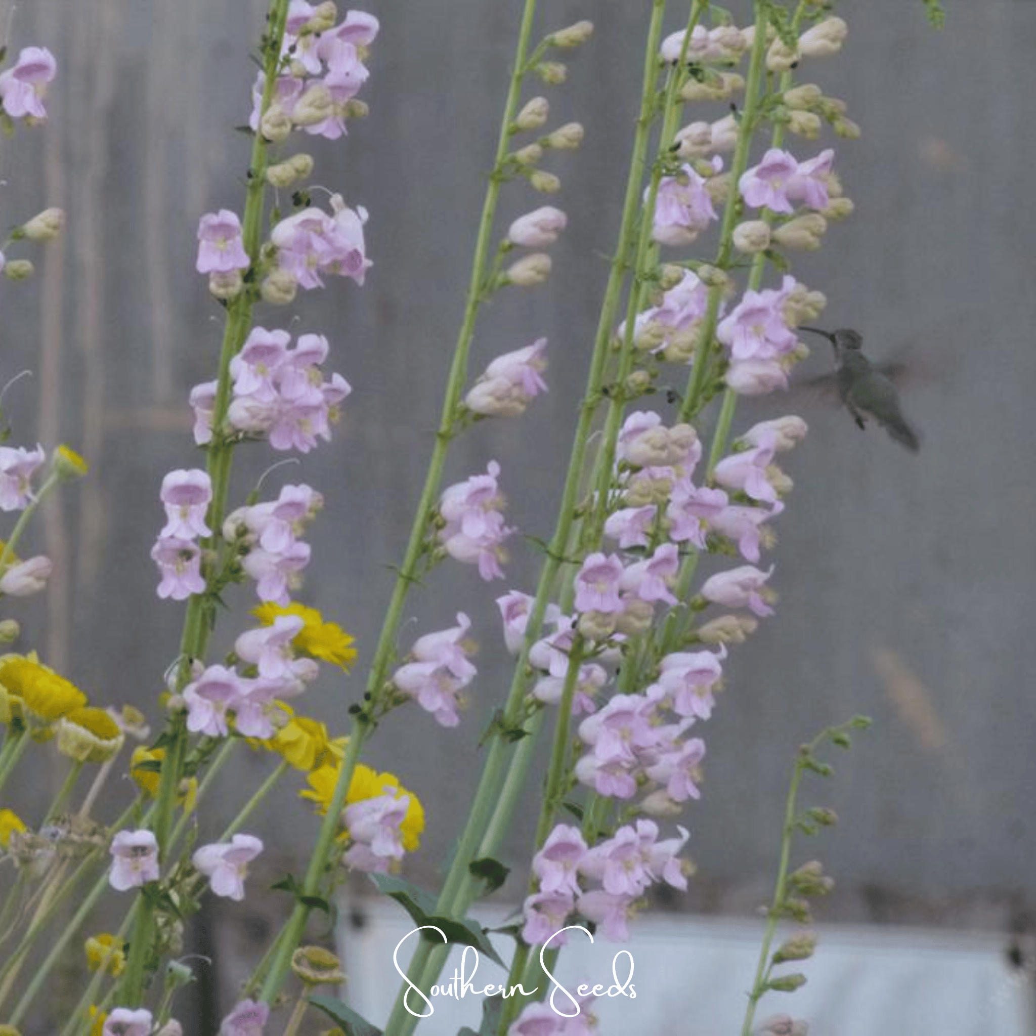Palmer Penstemon – 100 Seeds Southern Seeds