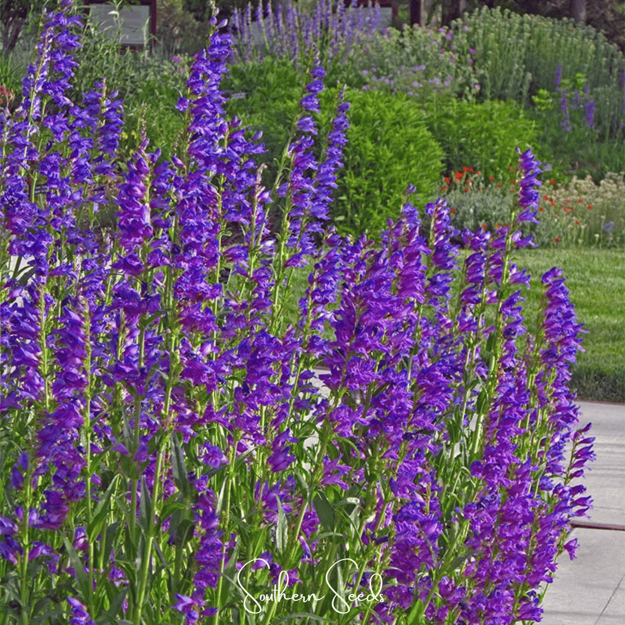 Rocky Mountain Penstemon – 100 Seeds Southern Seeds