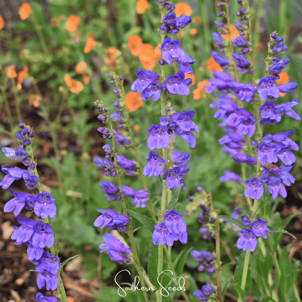 Rocky Mountain Penstemon – 100 Seeds Southern Seeds