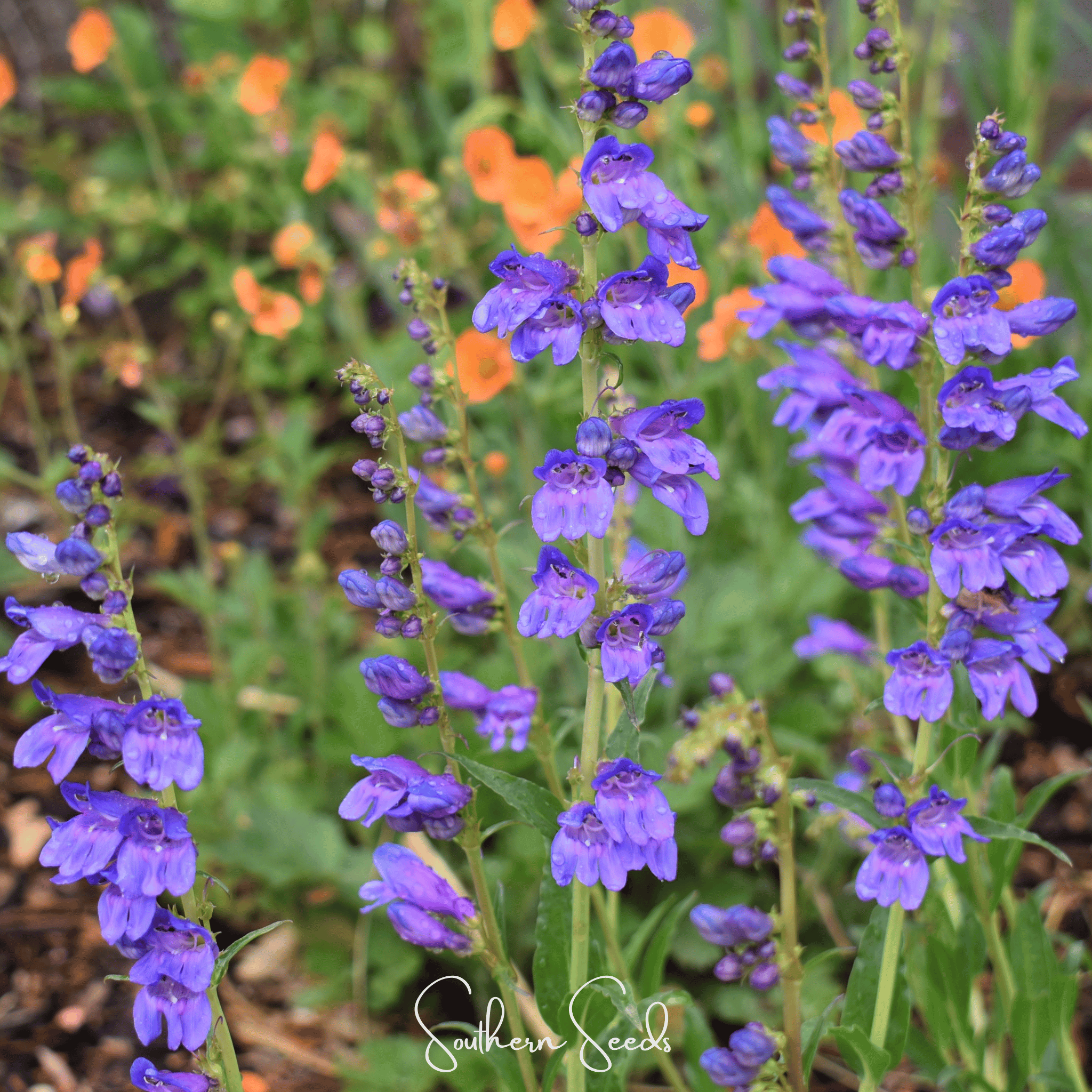 Rocky Mountain Penstemon – 100 Seeds Southern Seeds