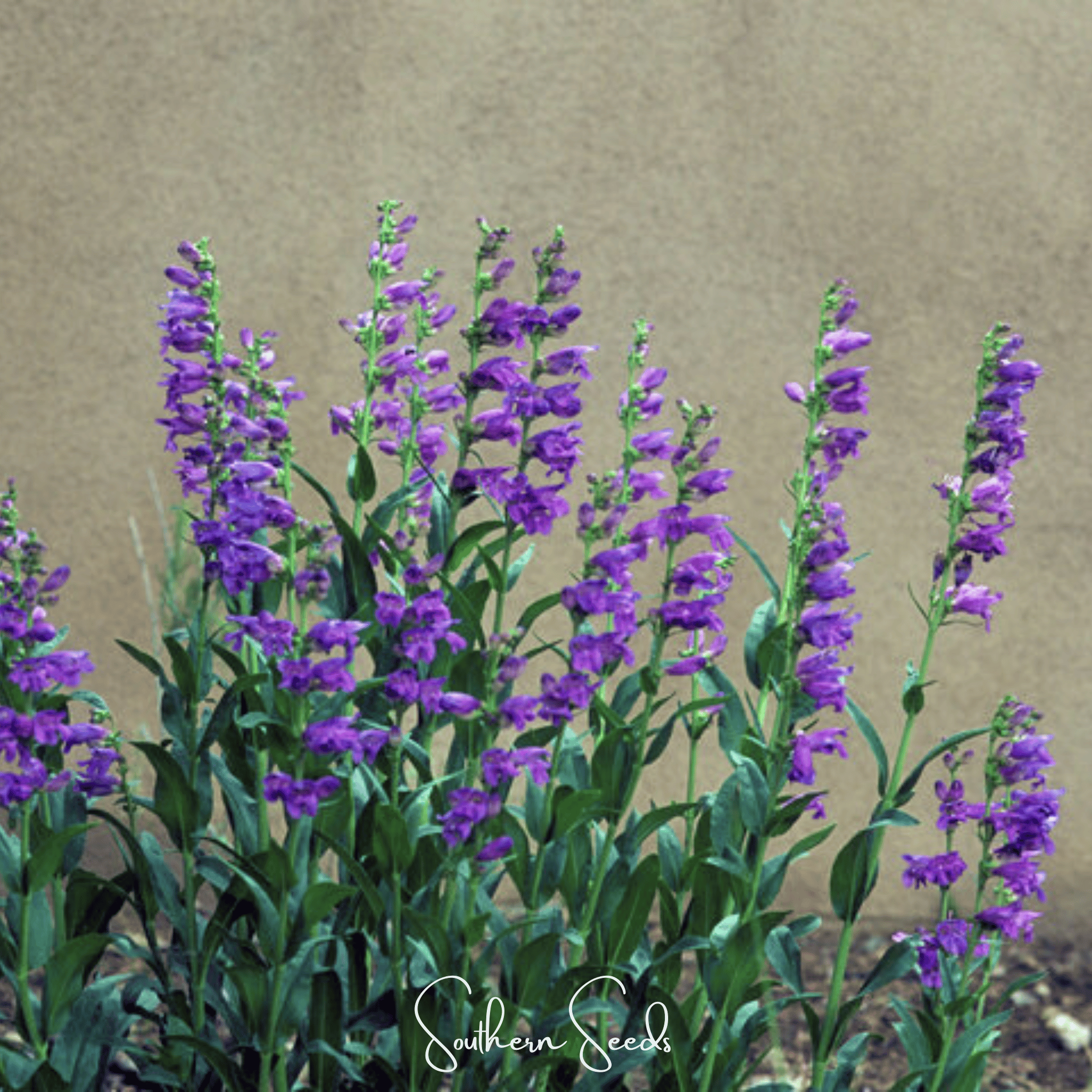 Rocky Mountain Penstemon – 100 Seeds Southern Seeds