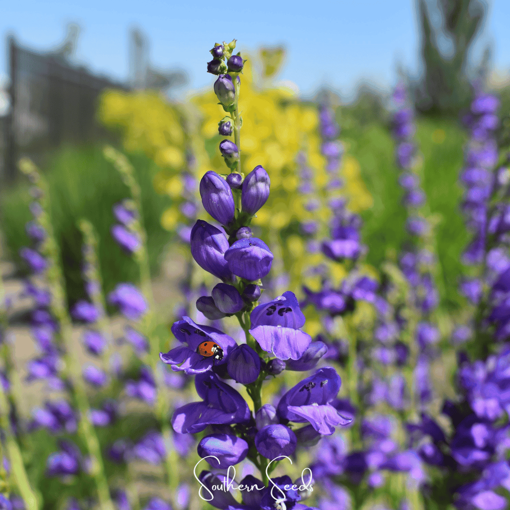 Rocky Mountain Penstemon – 100 Seeds Southern Seeds