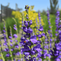 Rocky Mountain Penstemon – 100 Seeds Southern Seeds