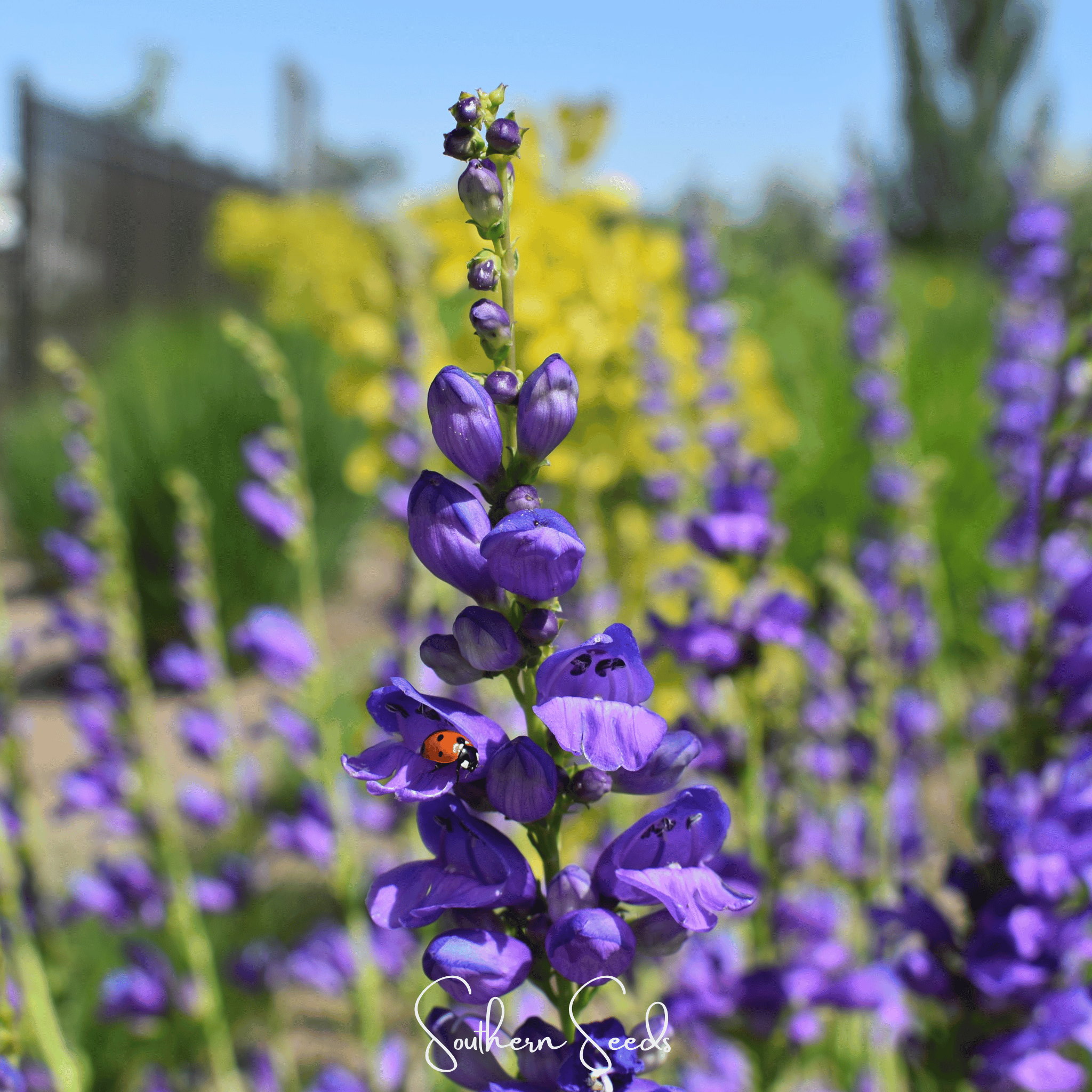Rocky Mountain Penstemon – 100 Seeds Southern Seeds