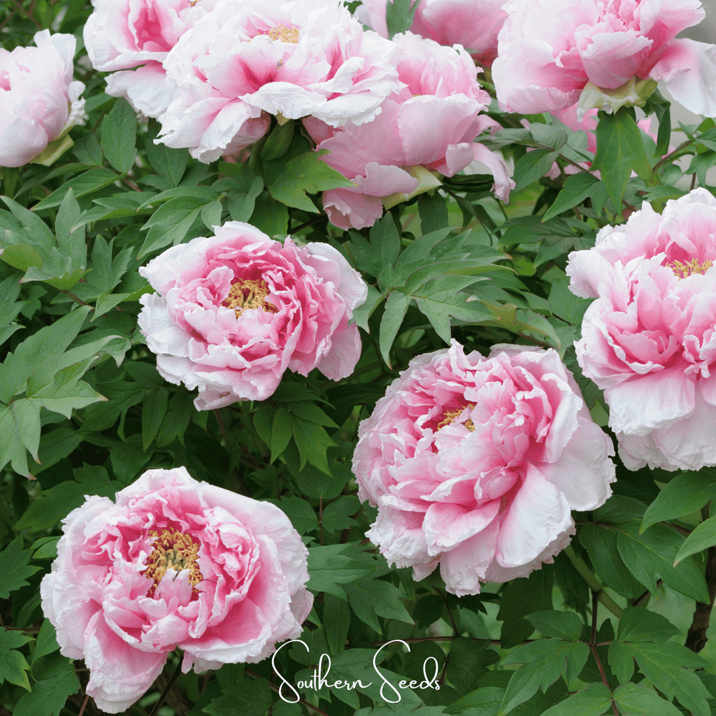 Moutan Peony Tree – 10 Seeds Southern Seeds