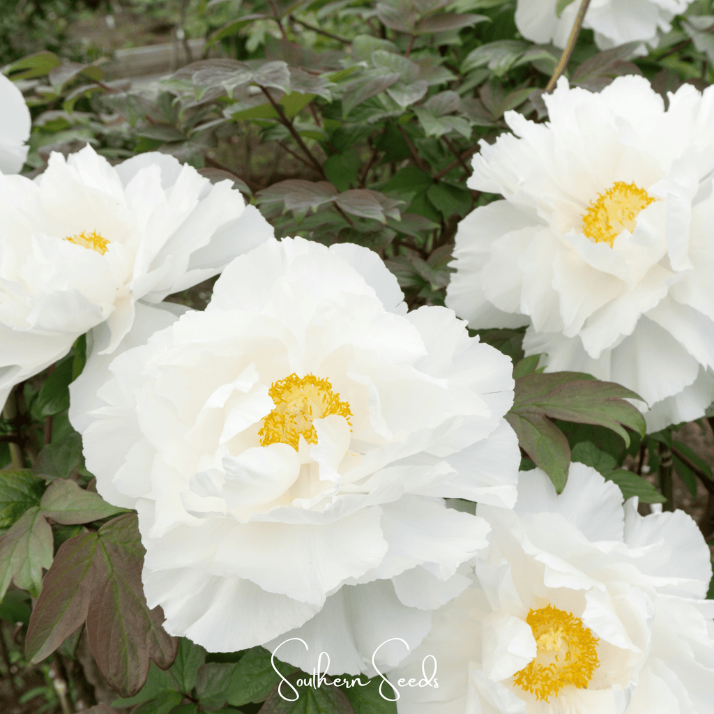 Moutan Peony Tree – 10 Seeds Southern Seeds
