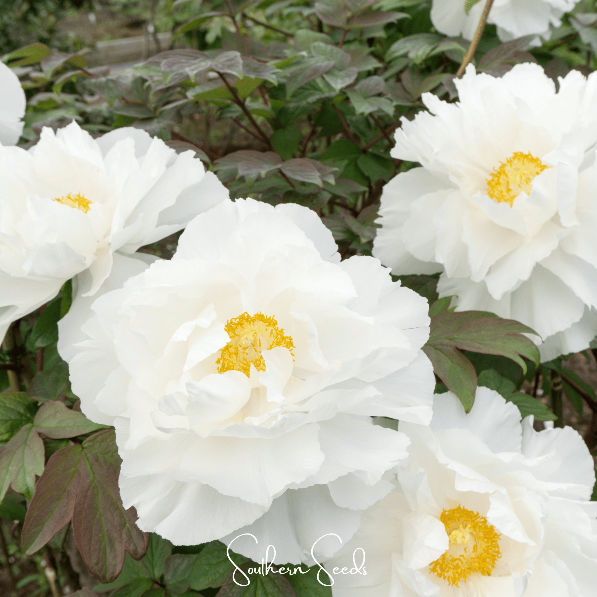 Moutan Peony Tree – 10 Seeds Southern Seeds