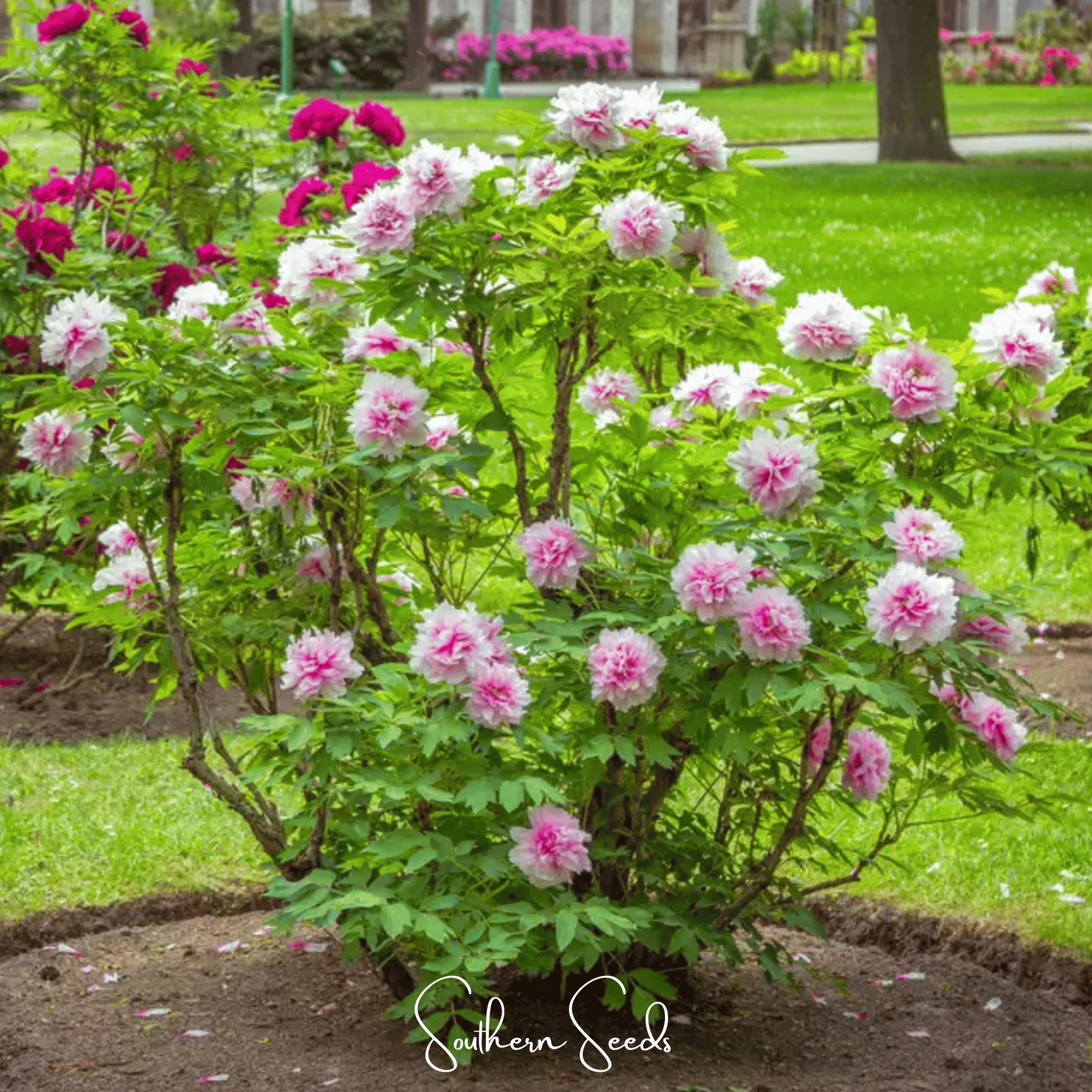 Moutan Peony Tree – 10 Seeds Southern Seeds