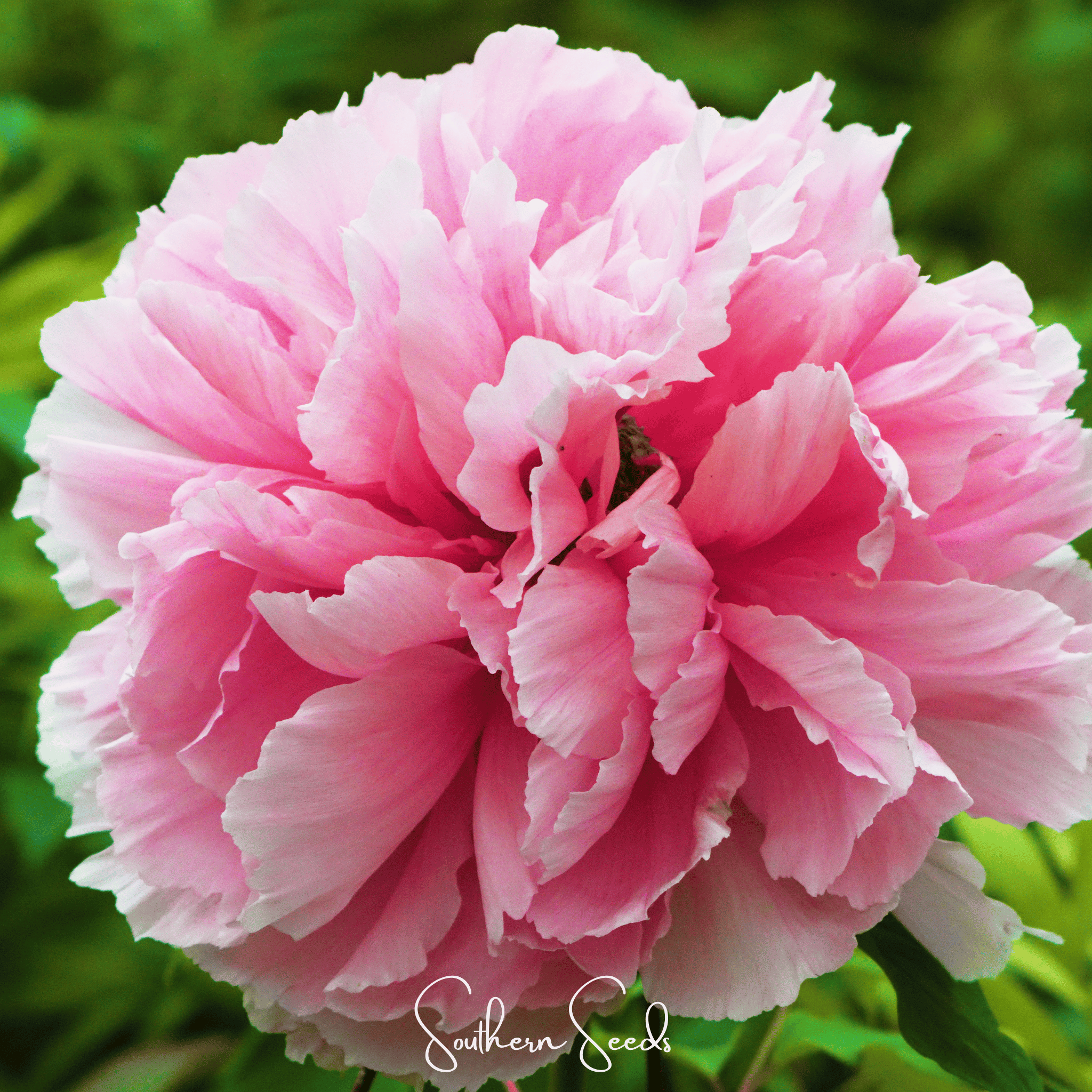 Moutan Peony Tree – 10 Seeds Southern Seeds